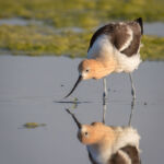 Avocet in Morning Light - Bruce Carmody - 3rd Place