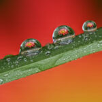 Beads of Flowers - Dave Dennis - 1st Place