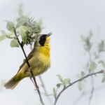 Morning Songster - Bruce Carmody - 5th Place