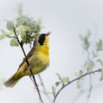Morning Songster - Bruce Carmody - 5th Place