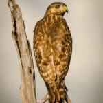 Red-Tailed Hawk - Gordon Clarke - 5th Place