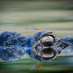 The Eye - Gordon Clarke - 3rd Place