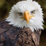 Bald Eagle - Jim Spurgeon - 1st Place