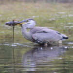 Blue Heron - Brian Benaissa - 5th Place