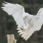 Gonna Stick the Landing - Bruce Carmody - 4th Place