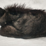 How to Keep Warm in Winter - Bruce Carmody - 4th Place