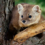 Pine Marten - Jim Spurgeon - 4th Place