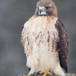 Red-tailed Hawk - Bruce Carmody - 4th Place