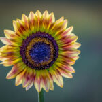 Seeds of Glory - Jennifer OKeefe - 3rd Place